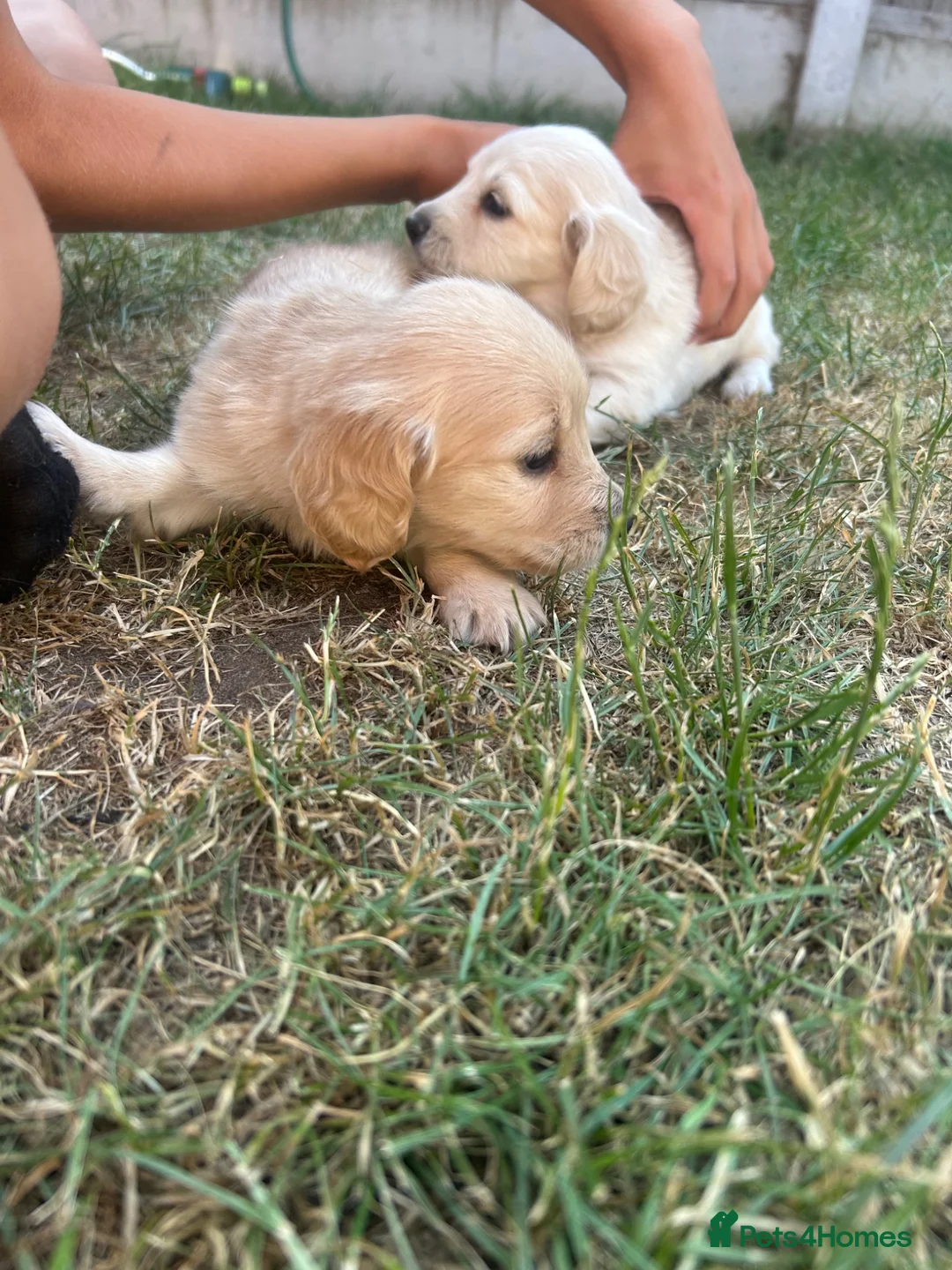 Miniature Dachshund dogs for sale: Long haired cream miniature dachshunds  in Derby - Advert 2