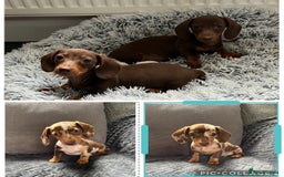 Miniature Dachshund dogs for sale: READY NOW - short haired miniature dachshunds  - Image 2