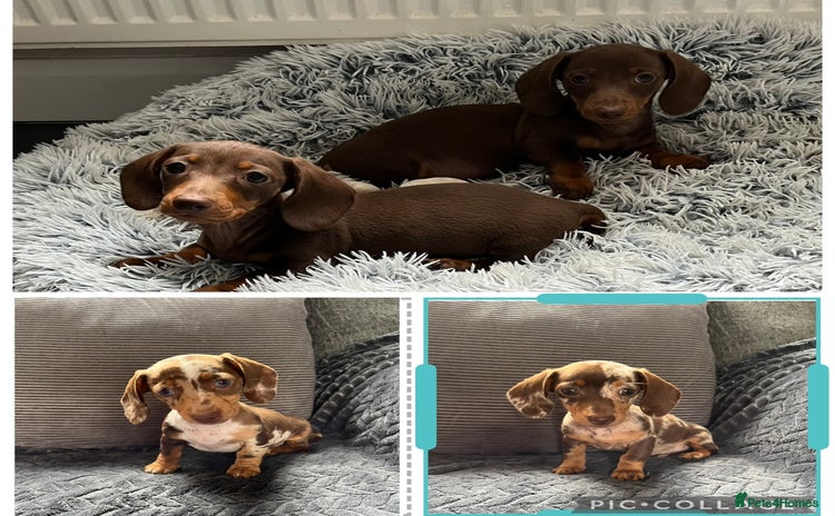 Miniature Dachshund dogs - Advert 6