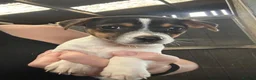 Jack Russell dogs for sale: Fantastic litter of Jack Russell  - Advert 3