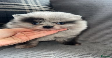 Pomeranian dogs - Advert 3