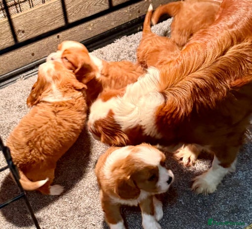 Cavalier King Charles Spaniel dogs STUNNING CAVALIER PUPPIES READY TO GO! - Advert 1