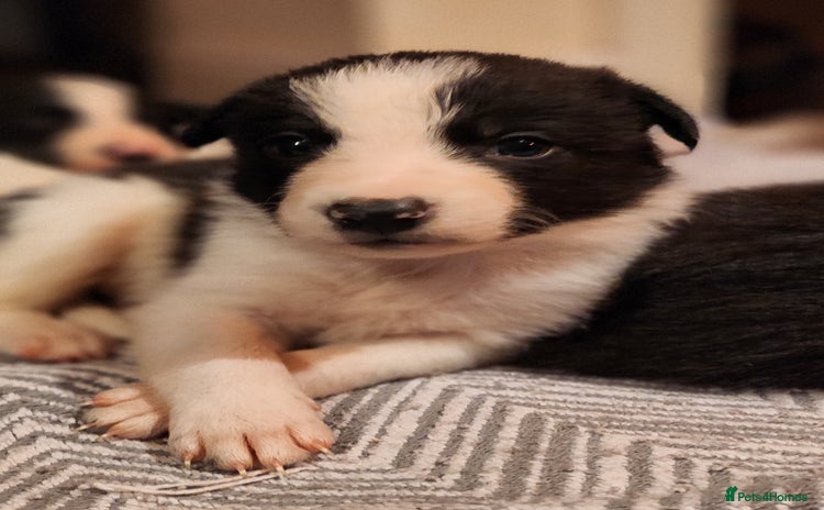 Border Collie dogs - Advert 1