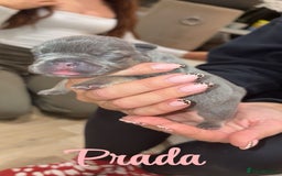 French Bulldog dogs for sale: French bulldog puppies  - Advert 7