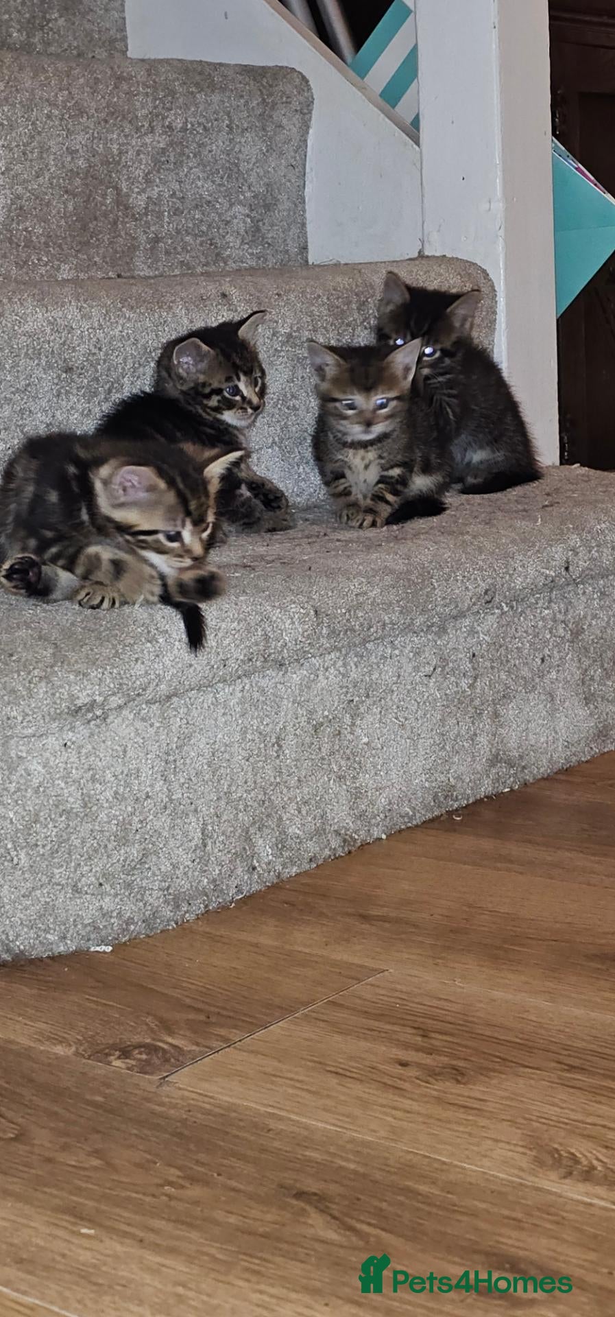 British Shorthair cats 5 male tabby kittens  - Advert 10