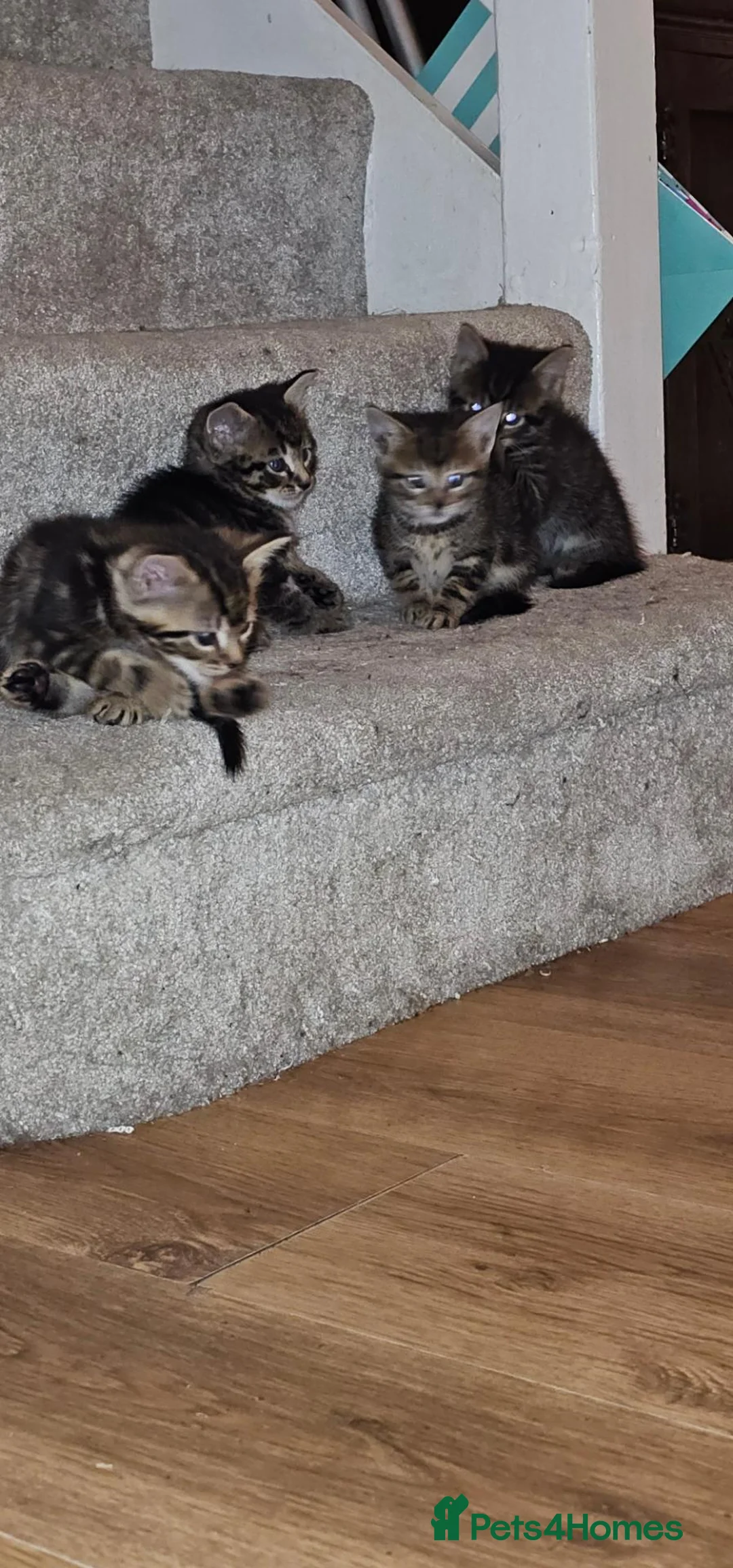 British Shorthair cats for sale: 5 male tabby kittens  - Advert 2