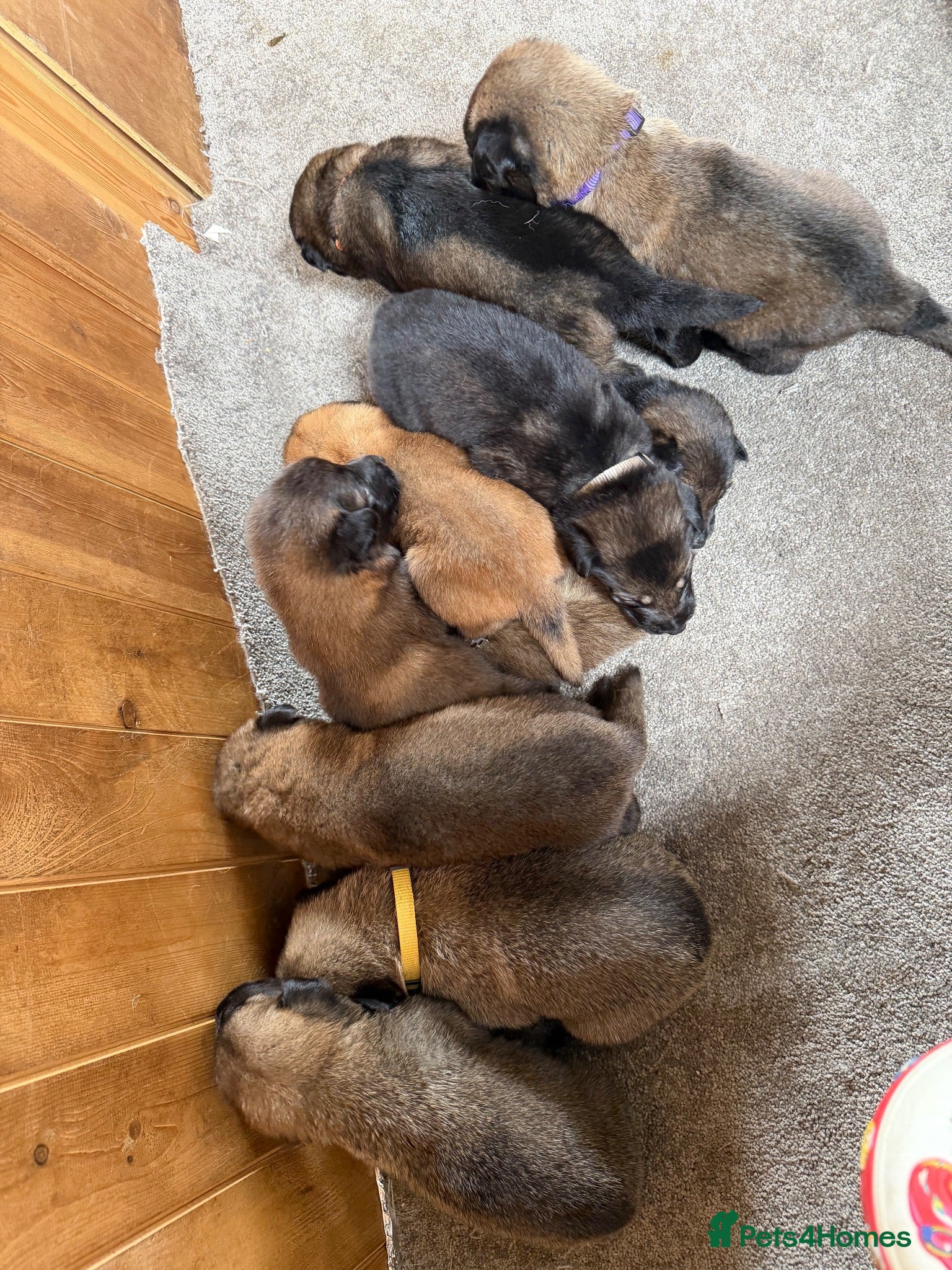 Mixed Breed dogs German Shepherd x Belgian Malinois - Advert 1