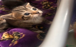 Domestic Shorthair cats for sale: 2 kittens for sale  - Image 10