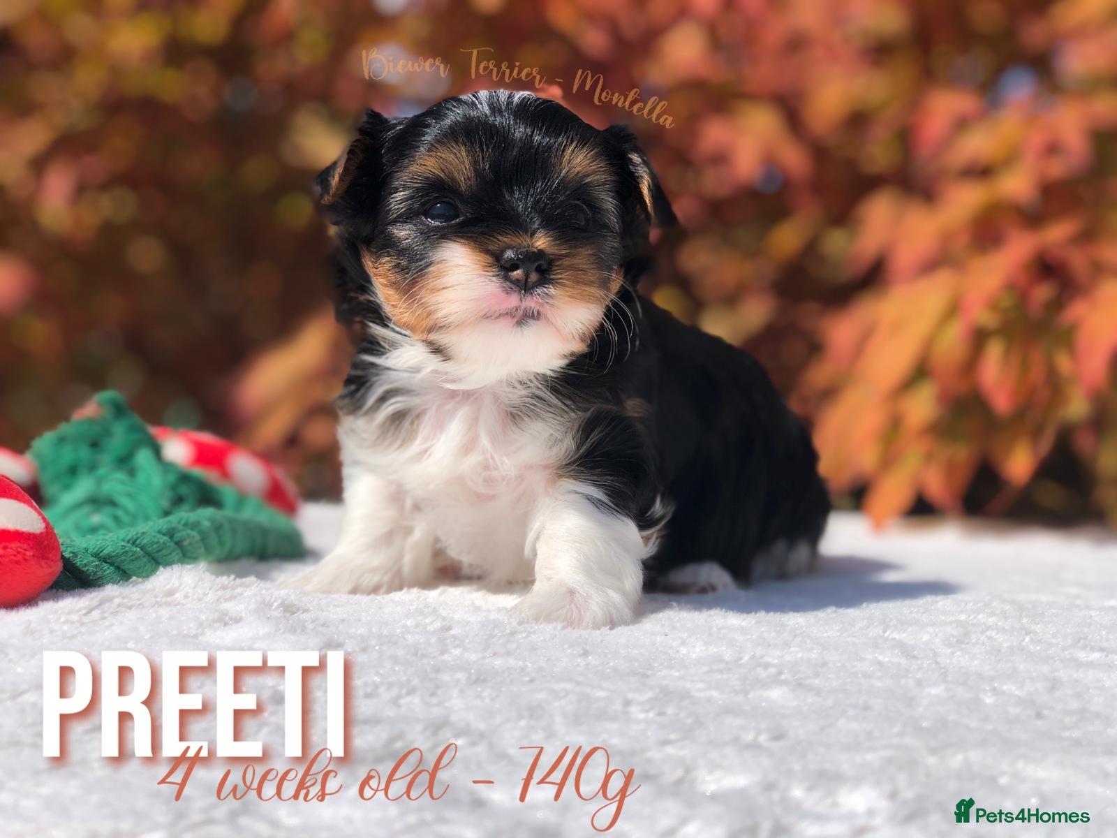 Yorkshire Terrier dogs One Gorgeous Girl Biewer Terrier LEFT! - Advert 1