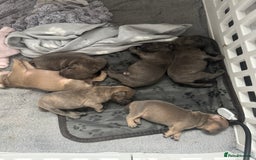 Mixed Breed dogs for sale: Frenchi staffs - Image 5