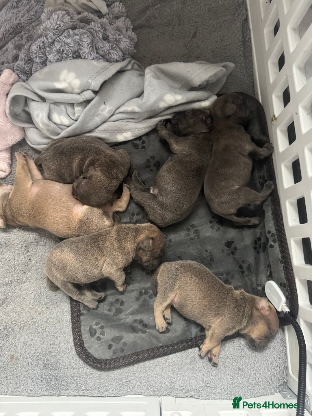 Mixed Breed dogs for sale: Frenchi staffs - Image 5