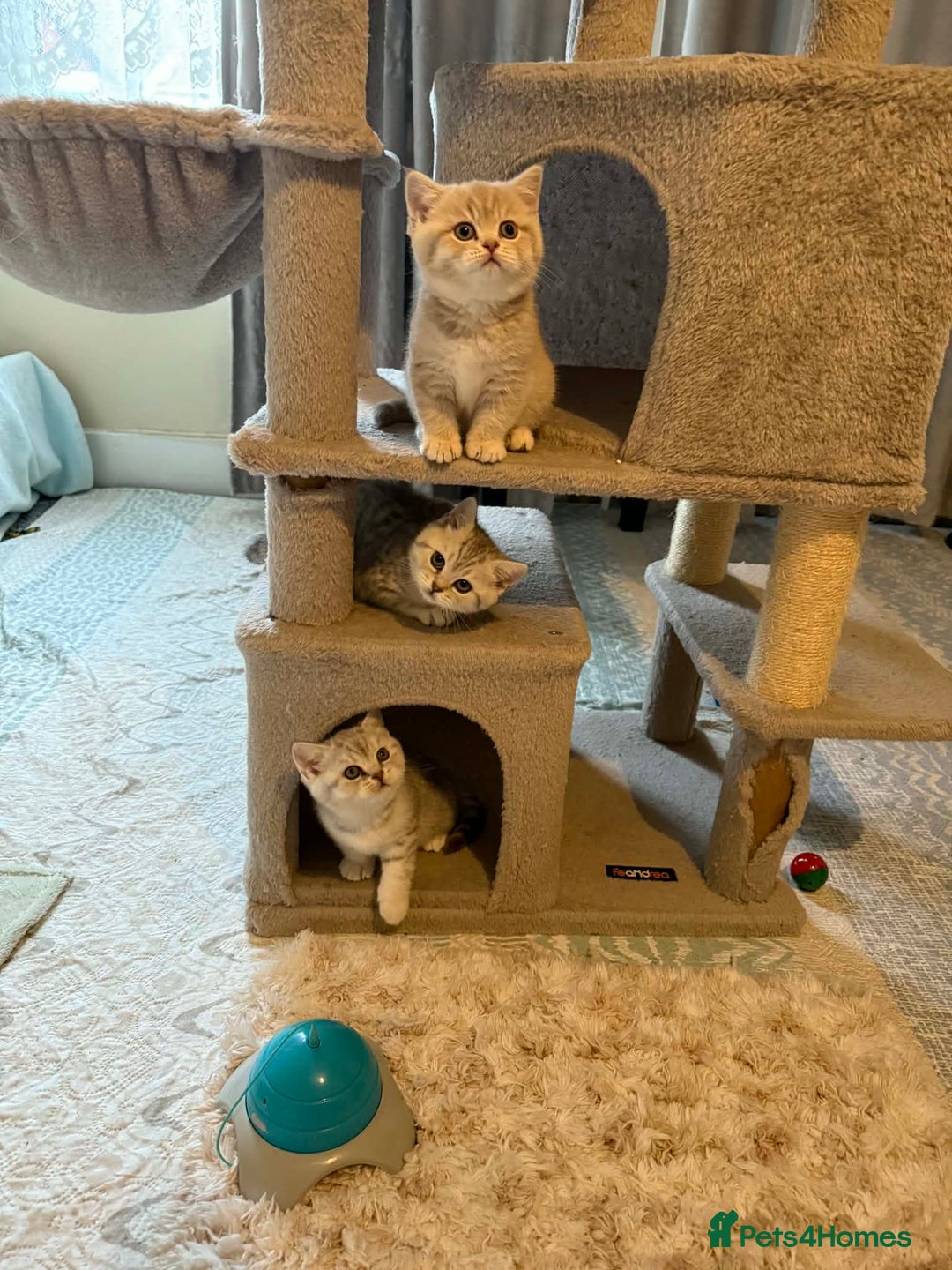 British Shorthair cats for sale: BSH kittens for sale  - Advert 3