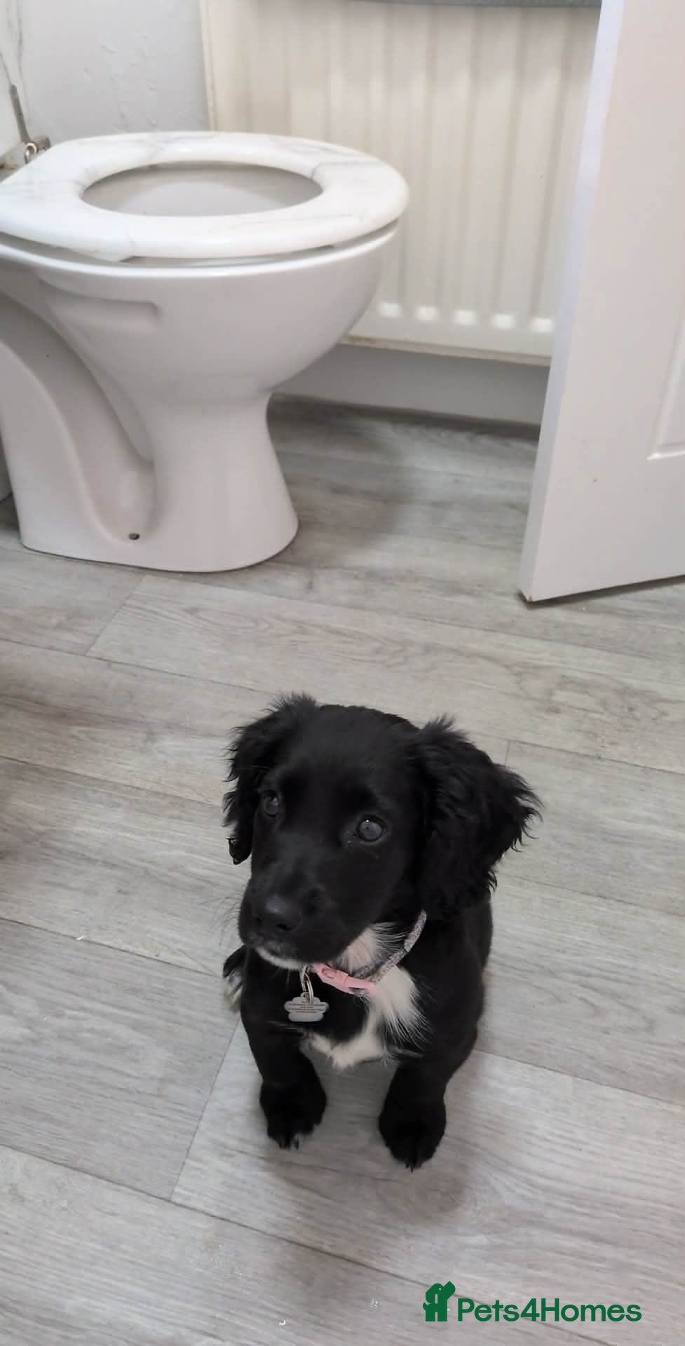 Mixed Breed dogs Cross breed - Advert 1