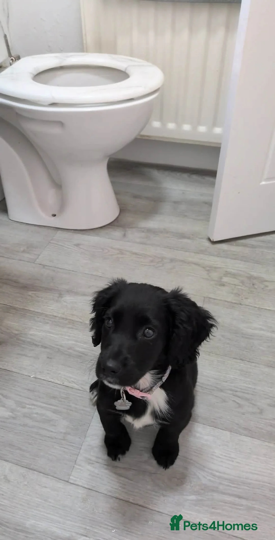 Mixed Breed dogs for sale: Cross breed in Gateshead - Advert 1