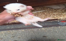 Ferret rodents for sale: Ferrets for sale - Image 3