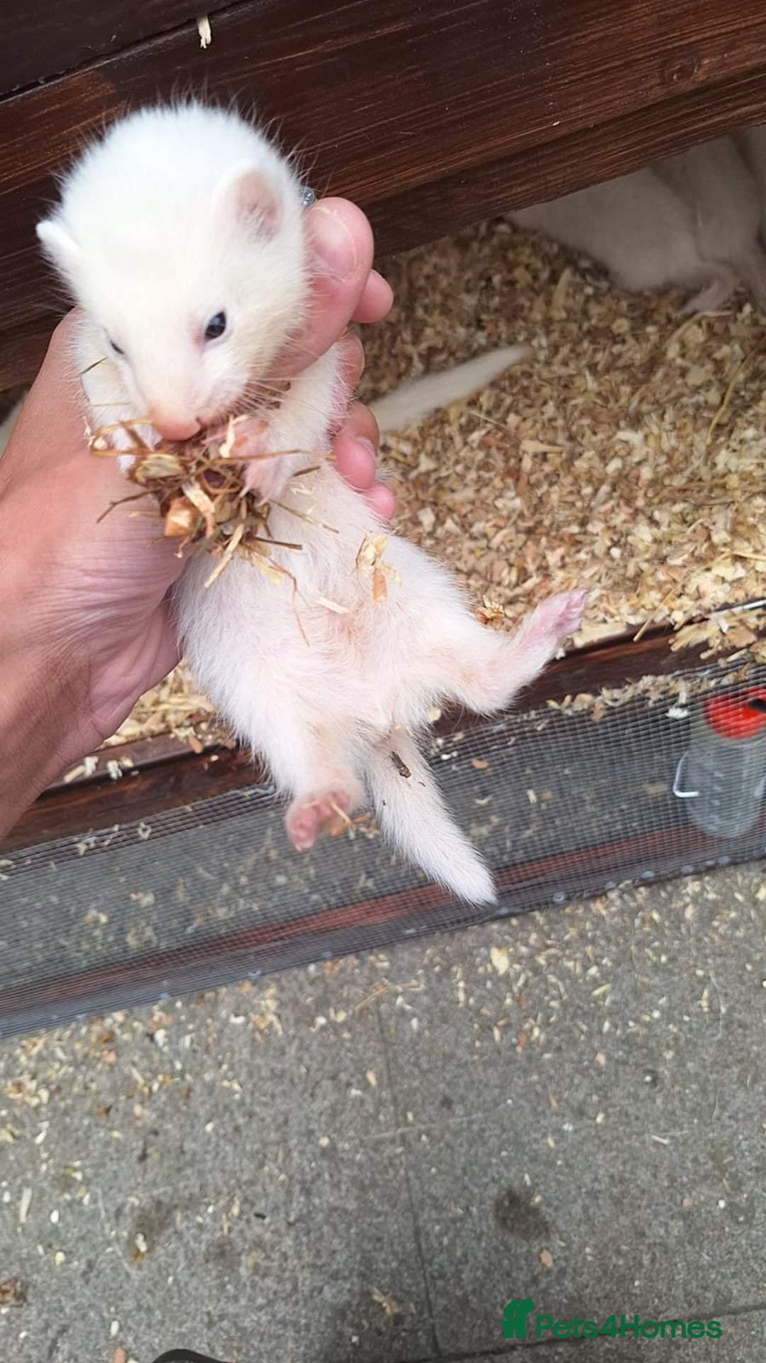 Ferret rodents for sale: Ferrets for sale - Image 3