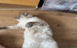 Ragdoll cats for stud: 💙 Wolfie – Blue Bicolour Ragdoll Stud - Image 3