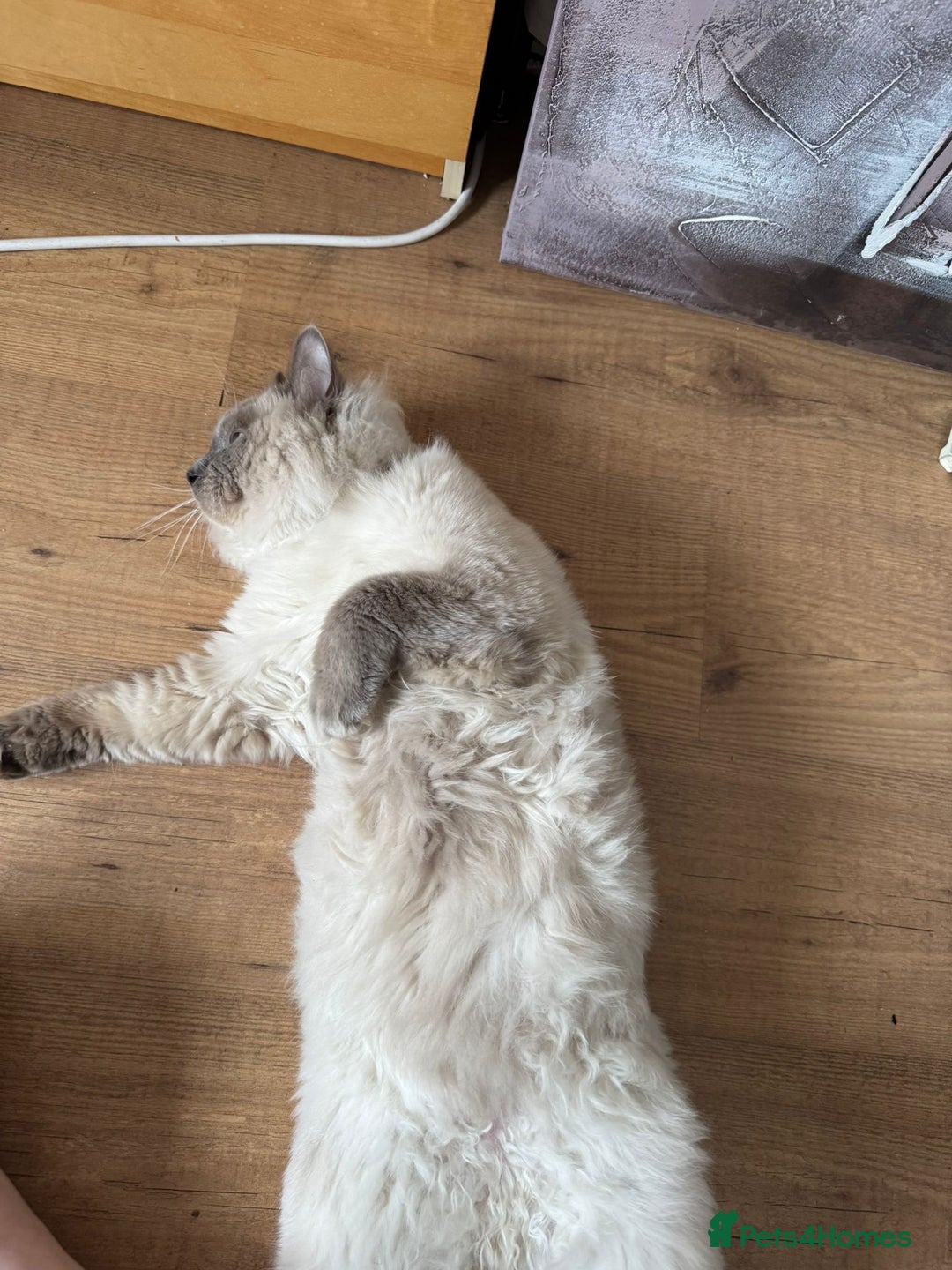 Ragdoll cats for stud: 💙 Wolfie – Blue Bicolour Ragdoll Stud - Image 3