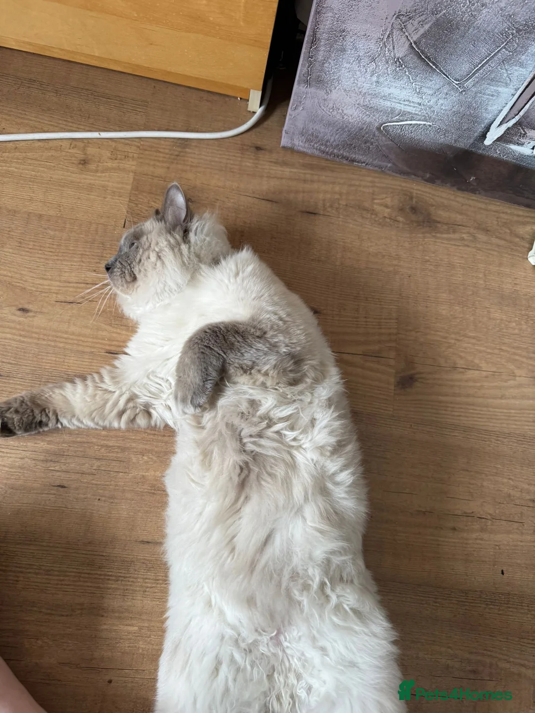 Ragdoll cats for stud: 💙 Wolfie – Blue Point Ragdoll Stud - Advert 3