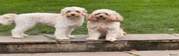 Cavapoo dogs for sale: Beautiful Cavapoo puppies. DNA tested lines.  - Advert 5