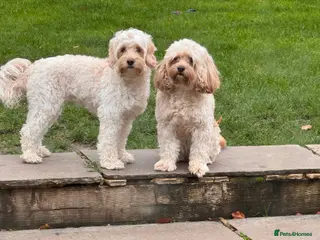 Cavapoo dogs Beautiful Cavapoo puppies from DNA tested lines. - Advert 20