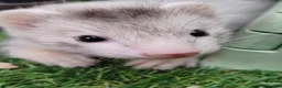 Ferret rodents for sale: Ferrets for sale in Birkenhead - Advert 5