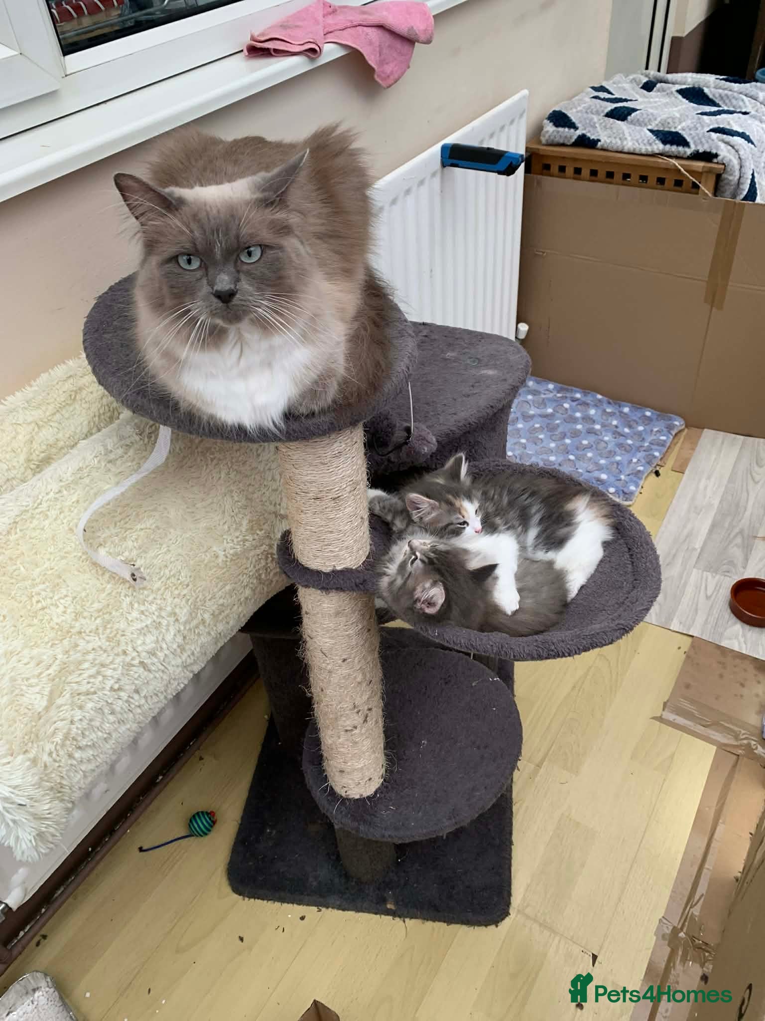 Mixed Breed cats Ragdoll/Mix breed Beautiful Female Kittens  - Advert 6