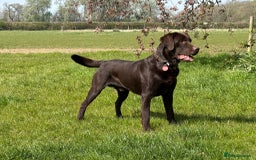 Labrador Retriever dogs for sale: Kennel Club Reg Chocolate Labrador puppies  - Image 10