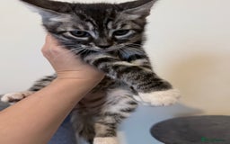 Bengal cats for sale: boys kittens - Image 1