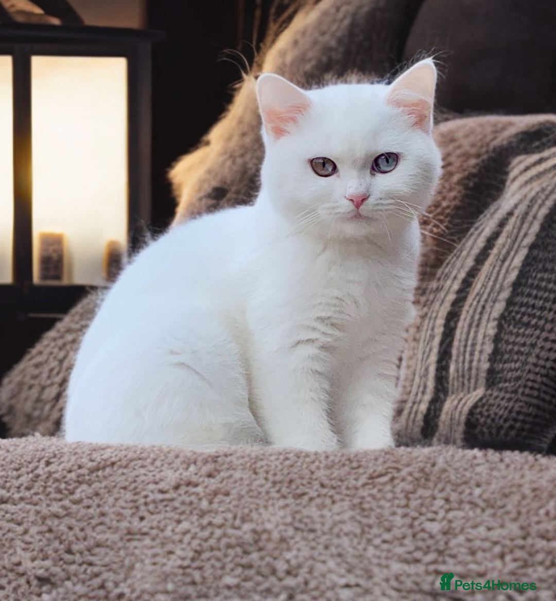 British Shorthair cats for sale: 🐻‍❄️*Quality Bsh kittens*Ready Now*🐻‍❄️ - Advert 3