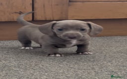 Miniature Dachshund dogs for sale: ✨ THE LAST BEAUTIFULLY BRED KC REG GIRL  - Image 8