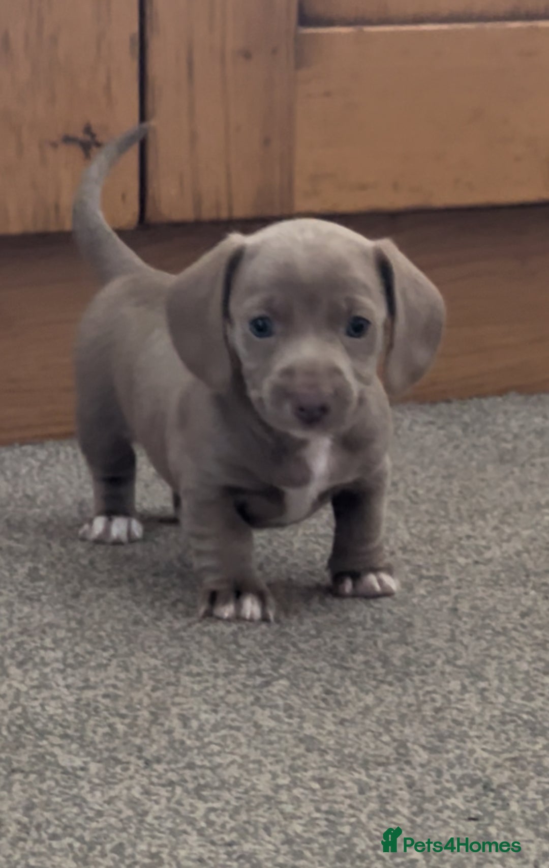 Miniature Dachshund dogs for sale: ✨ THE LAST BEAUTIFULLY BRED KC REG GIRL  - Image 8