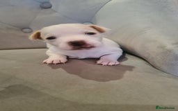 Jack Russell dogs for sale: Beautiful Jack russell puppies  - Advert 2