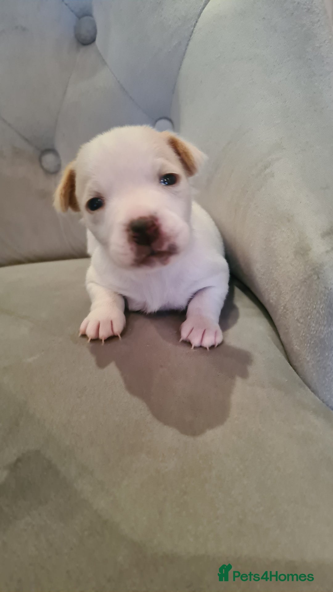 Jack Russell dogs for sale: Beautiful Jack russell puppies  - Advert 2