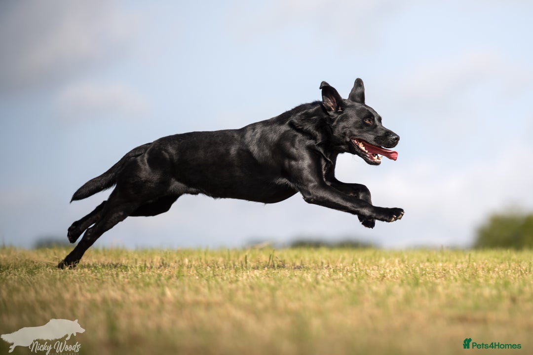 Labrador Retriever dogs for stud: For Stud Black Labrador in Tiverton - Image 3