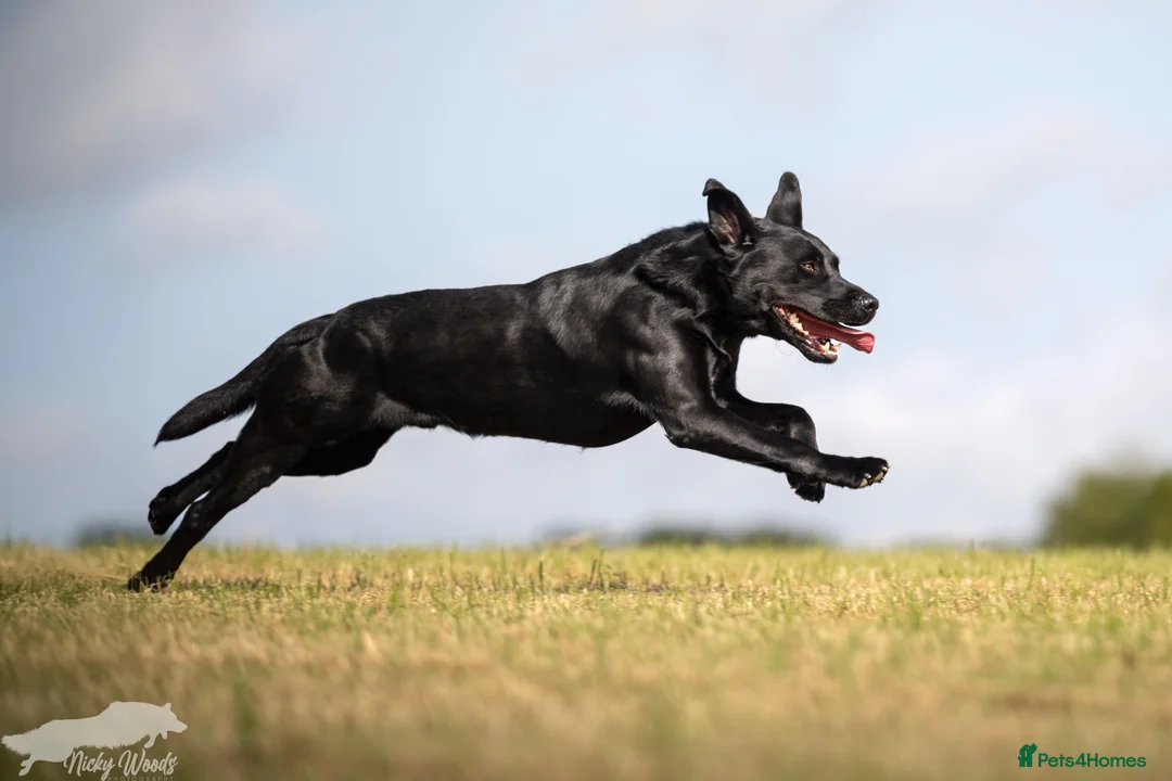 Labrador Retriever dogs for stud: For Stud Black Labrador in Tiverton - Advert 3