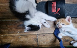Mixed Breed cats for sale: Kittens  - Image 6