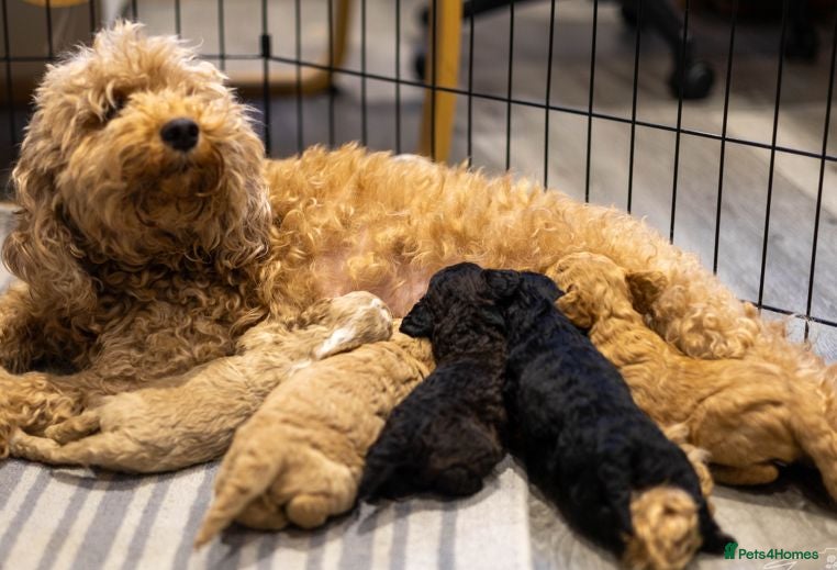 Mini Goldendoodle dogs Mini Goldendoodle boy - Advert 2