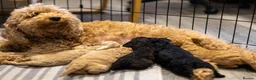Mini Goldendoodle dogs for sale: Mini Goldendoodle boy - Advert 2