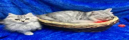 Siberian cats for sale: 🩶🩶Stunning Silver Traditional Siberian’s🩶🩶 - Advert 15