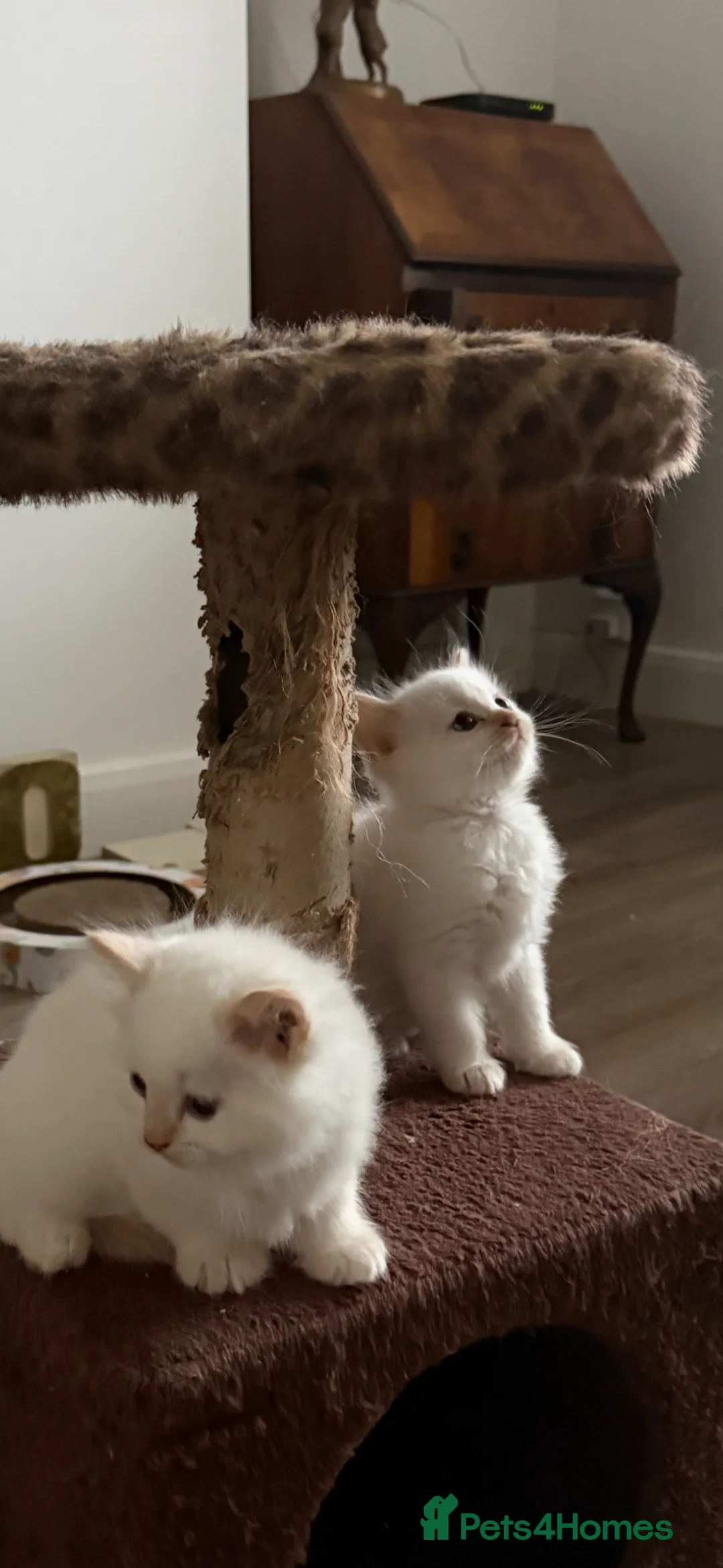 Ragdoll cats for sale: Ragdoll kittens  - Advert 1