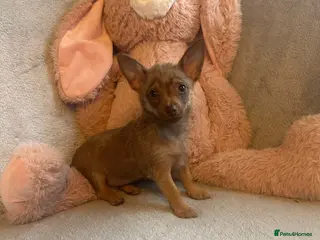 Chihuahua dogs Chihuahuas - Advert 3