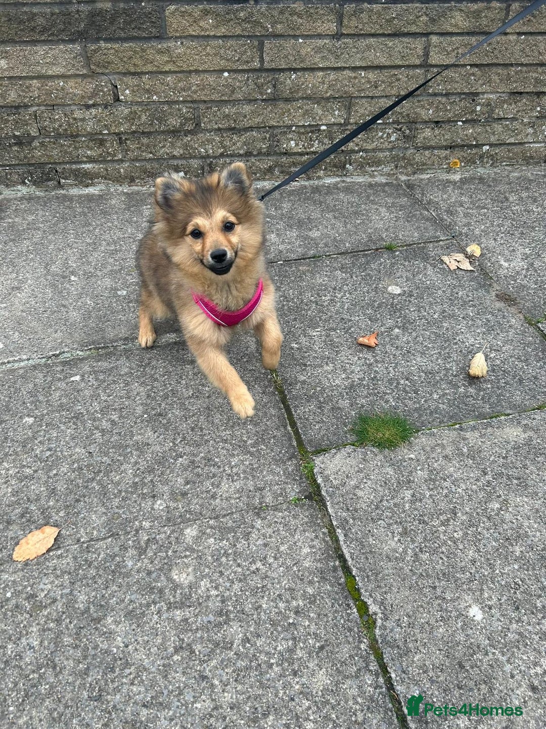 Mixed Breed dogs for sale: *RESERVED* 6 month old Pomeranian mix,m - Advert 1