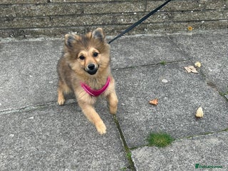 Mixed Breed dogs 6 month old Pomeranian mix, free to right home. - Advert 10
