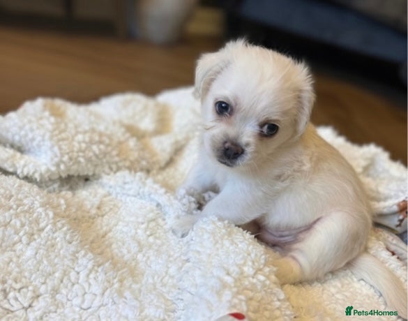 Mixed Breed dogs Beautiful Pug × Bichon Pups – 1 Left – Ready 8/12 - Advert 3