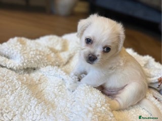 Mixed Breed dogs Beautiful Pug × Bichon Pups – 2 Left – Ready 8/12 - Advert 5