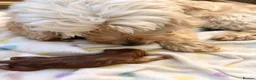 Cockapoo dogs for sale: F1b Cockapoo Puppies - Advert 4