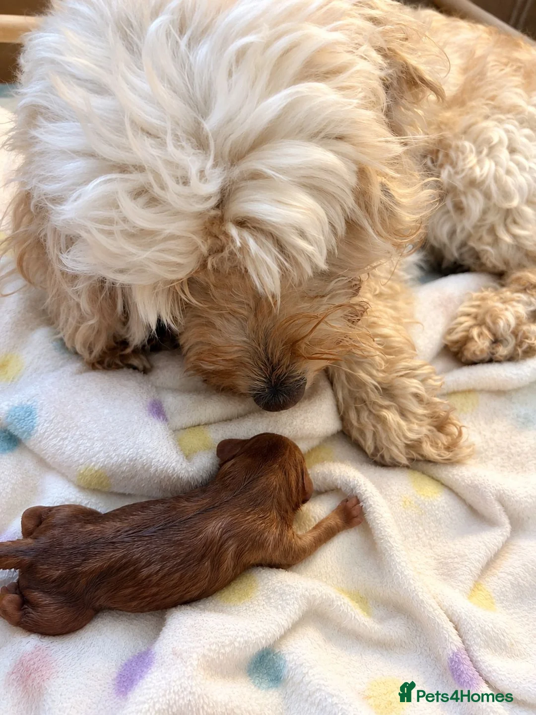 Cockapoo dogs for sale: F1b Cockapoo Puppies - Advert 4