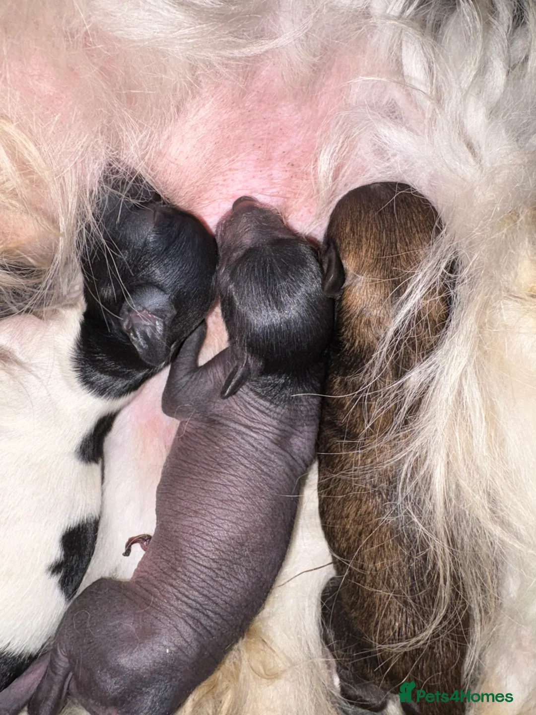 Chinese Crested dogs for sale: Stunning Chinese Cresteds - Advert 11