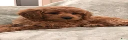 Cavapoo dogs for sale: 🐾Adventures of a curly cavapoo🐕 in Chessington - Advert 19